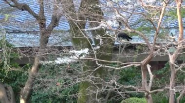 Yasukuni Tapınağı Kamiike Bahçesi Kiraz çiçekleri, Japonya Tokyo 2023