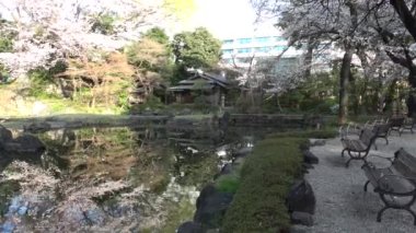Yasukuni Tapınağı Kamiike Bahçesi Kiraz çiçekleri, Japonya Tokyo 2023