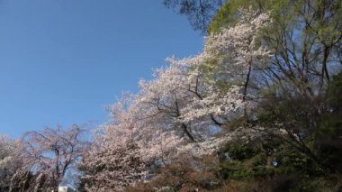 Yasukuni Tapınağı Kamiike Bahçesi Kiraz çiçekleri, Japonya Tokyo 2023