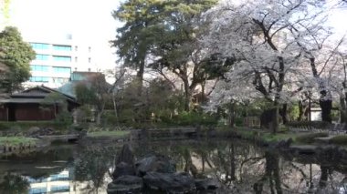 Yasukuni Tapınağı Kamiike Bahçesi Kiraz çiçekleri, Japonya Tokyo 2023