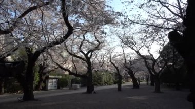 Yasukuni Tapınağı Kamiike Bahçesi Kiraz çiçekleri, Japonya Tokyo 2023
