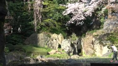 Yasukuni Tapınağı Kamiike Bahçesi Kiraz çiçekleri, Japonya Tokyo 2023