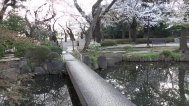 Yasukuni Tapınağı Kamiike Bahçesi Kiraz çiçekleri, Japonya Tokyo 2023