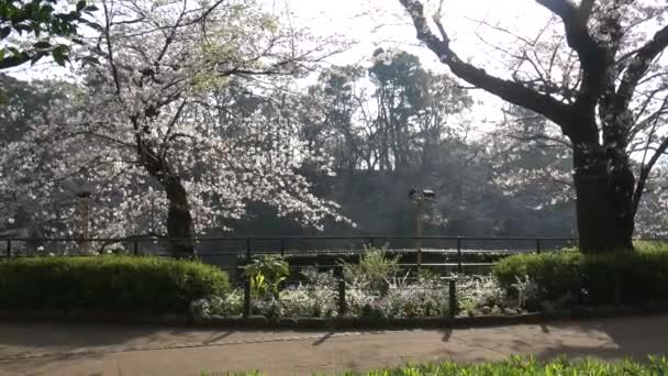 Chidorigafuchi Kwiat Wiśni Wczesnym Rankiem Tokio Japonia 2023 — Wideo stockowe