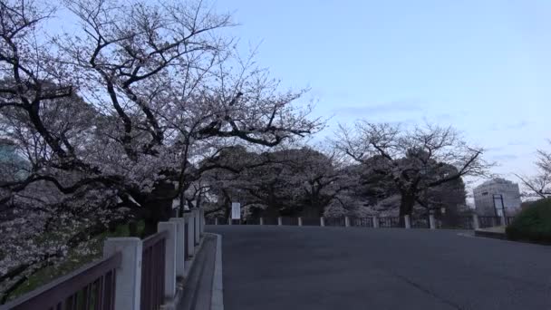 Chidorigafuchi Cherry Blossom Early Morning Tokyo Japan 2023 — Stock Video