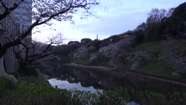 Chidorigafuchi Flor Cereja Início Manhã Tóquio Japão 2023 — Vídeo de Stock