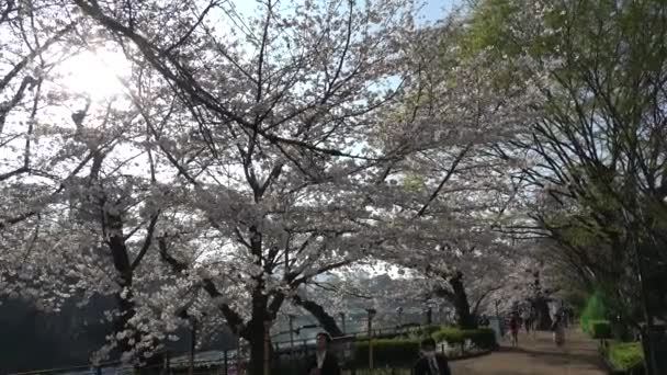 Chidorigafuchi Cherry Blossom Early Morning Tokyo Japan 2023 — стоковое видео