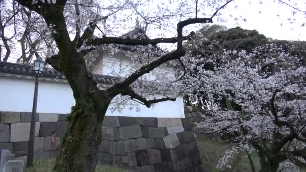 Chidorigafuchi Kersenbloesem Vroege Ochtend Tokio Japan 2023 — Stockvideo