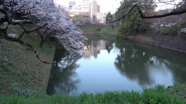 Chidorigafuchi Fleur Cerisier Tôt Matin Tokyo Japon 2023 — Video