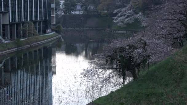 Chidorigafuchi Cherry Blossom Early Morning Tokyo Japan 2023 — Stock Video