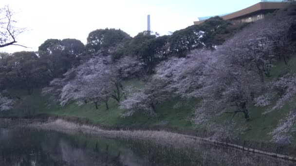 Chidorigafuchi Cherry Mekar Pagi Hari Tokyo Jepang 2023 — Stok Video