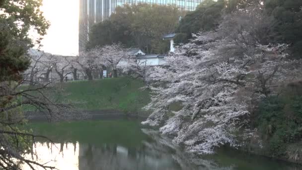 Chidorigafuchi Kirsikankukka Aikaisin Aamulla Tokio Japani 2023 — kuvapankkivideo