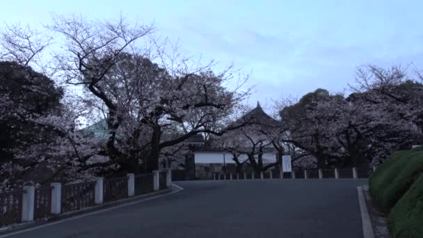 Chidorigafuchi Kersenbloesem Vroege Ochtend Tokio Japan 2023 — Stockvideo