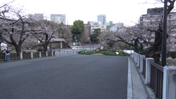 Chidorigafuchi Flor Cerezo Temprano Mañana Tokio Japón 2023 — Vídeos de Stock
