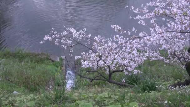 Chidorigafuchi Cherry Flowly Morning Tokyo Japan 2023 — 비디오