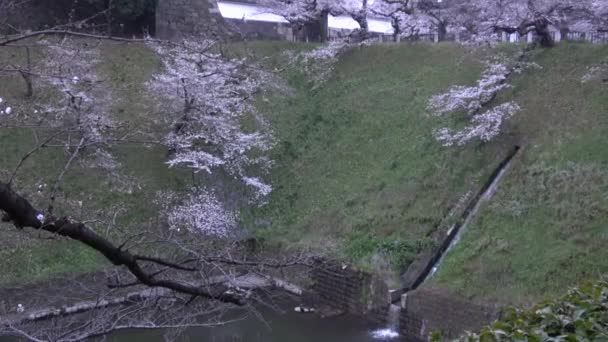 Chidorigafuchi Kirschblüte Frühen Morgen Tokio Japan 2023 — Stockvideo
