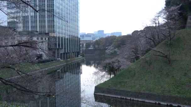 Chidorigafuchi Třešňový Květ Brzy Ráno Tokio Japonsko 2023 — Stock video