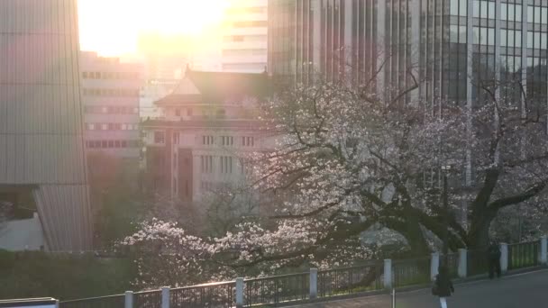 東京都千代田区桜の早朝2023年 — ストック動画