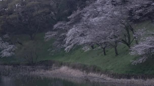 Chidorigafuchi Körsbärsblomma Tidigt Morgonen Tokyo Japan 2023 — Stockvideo