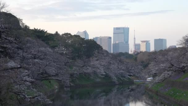 Chidorigafuchi Cseresznyevirág Kora Reggel Tokió Japán 2023 — Stock videók