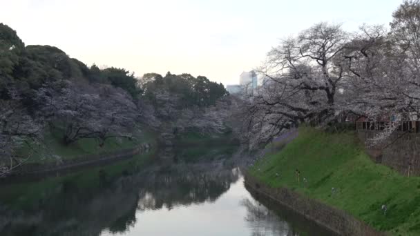 Chidorigafuchi Kirsebærblomst Tidlig Morgenen Tokyo Japan 2023 – stockvideo