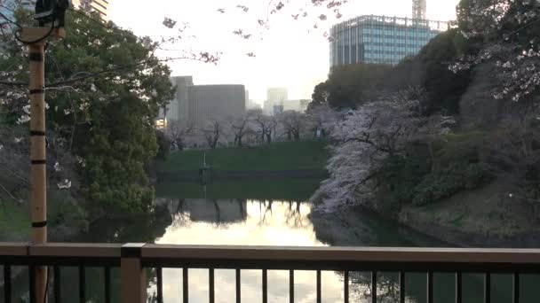 Chidorigafuchi Cherry Blossom Early Morning Tokyo Japan 2023 — стоковое видео