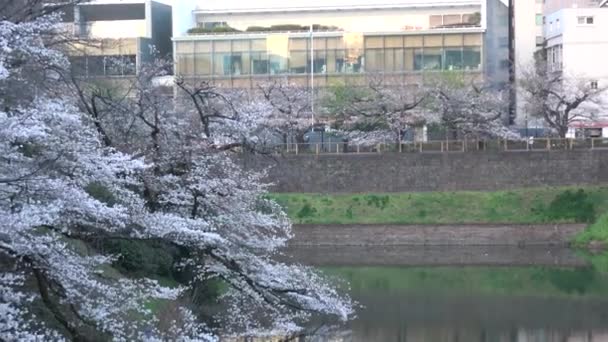 Chidorigafuchi Cherry Mekar Pagi Hari Tokyo Jepang 2023 — Stok Video
