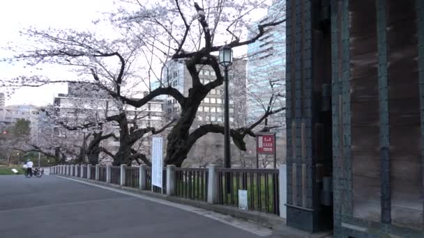 Chidorigafuchi Fiori Ciliegio Mattino Presto Tokyo Giappone 2023 — Video Stock