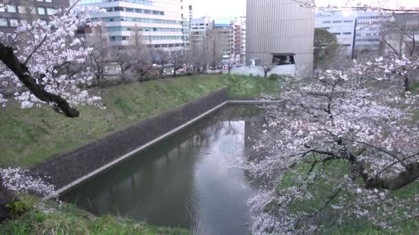 Chidorigafuchi Kiraz Çiçeği Sabahın Erken Saatlerinde Tokyo Japonya 2023 — Stok video