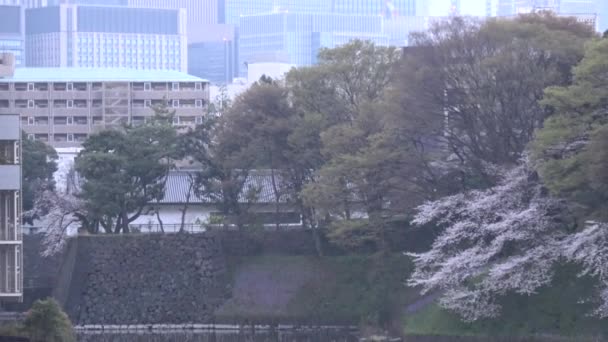 Chidorigafuchi Cherry Flower Early Morning Tokyo Japan 2023 — 图库视频影像