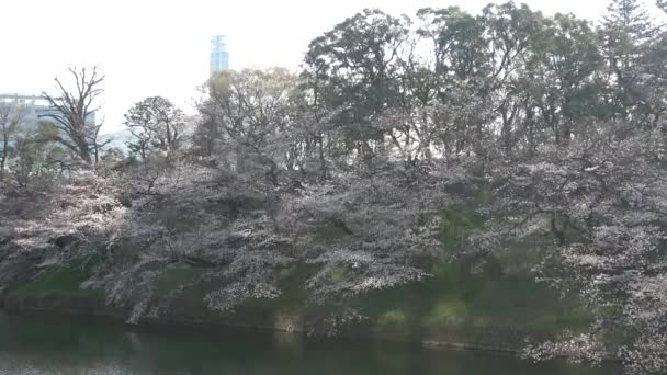 Chidorigafuchi Άνθος Κερασιάς Νωρίς Πρωί Τόκιο Ιαπωνία 2023 — Αρχείο Βίντεο