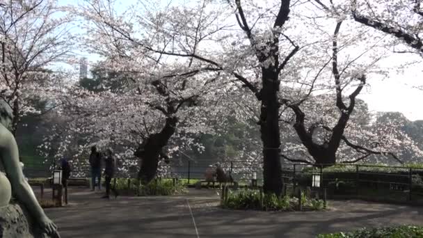 Chidorigafuchi Flor Cereja Início Manhã Tóquio Japão 2023 — Vídeo de Stock
