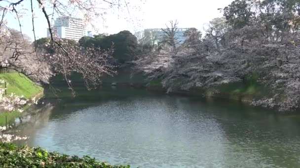 Chidorigafuchi Kiraz Çiçeği Sabahın Erken Saatlerinde Tokyo Japonya 2023 — Stok video