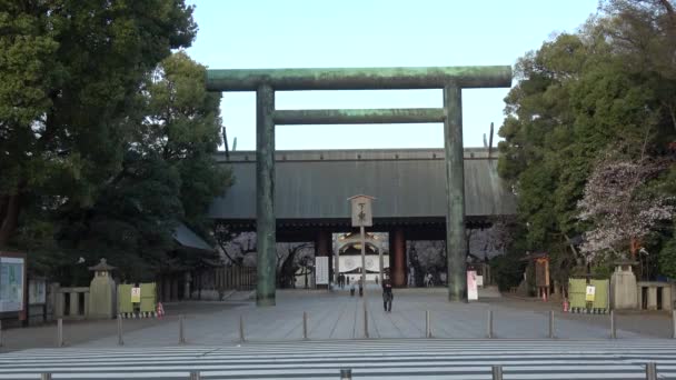 Kuil Yasukuni Cherry Mekar Jepang Tokyo 2023 — Stok Video