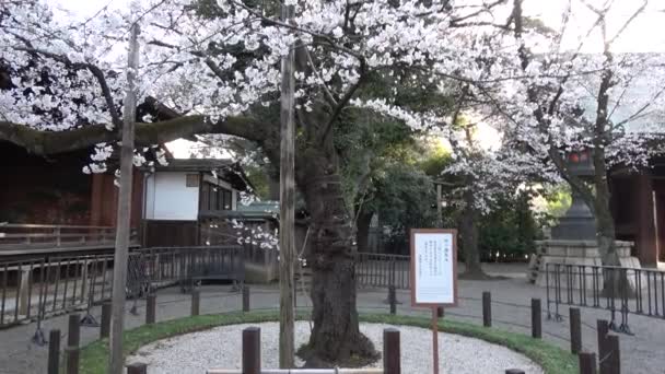 Yasukuni Heiligdom Kersenbloesems Japan Tokio 2023 — Stockvideo