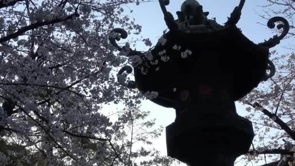 Sacrario Yasukuni Fiori Ciliegio Giappone Tokio 2023 — Video Stock