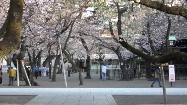 Santuario Yasukuni Flores Cerezo Japón Tokio 2023 — Vídeo de stock