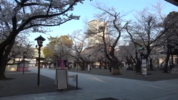 Santuario Yasukuni Flores Cerezo Japón Tokio 2023 — Vídeo de stock