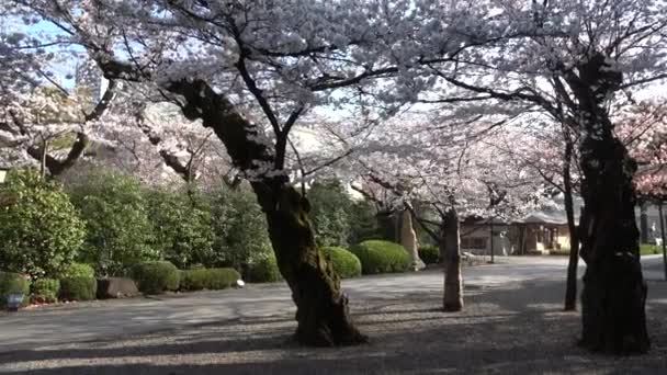 Yasukuni Shrine Cherry Flows Ιαπωνία Τόκιο 2023 — Αρχείο Βίντεο