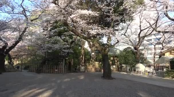 Yasukuni Schrein Kirschblüten Japan Tokio 2023 — Stockvideo