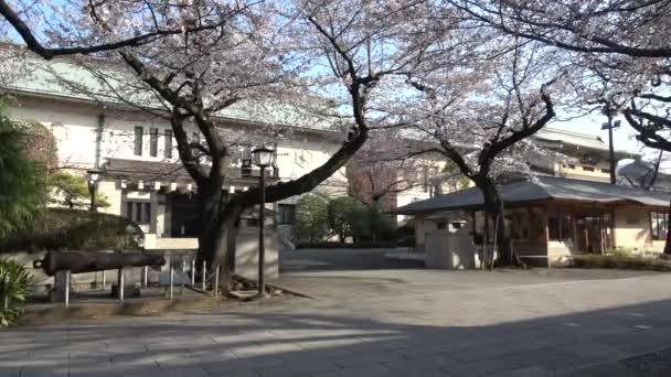 Yasukuni Shrine Cherry Flows Ιαπωνία Τόκιο 2023 — Αρχείο Βίντεο