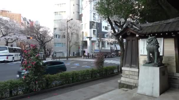 Yasukuni Schrein Kirschblüten Japan Tokio 2023 — Stockvideo