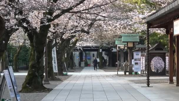 Svatyně Jasukuni Třešňové Květy Japonsko Tokio 2023 — Stock video