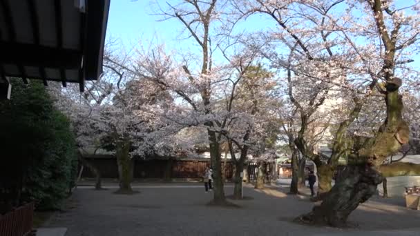 Yasukuni Tapınağı Kiraz Çiçekleri Japonya Tokyo 2023 — Stok video