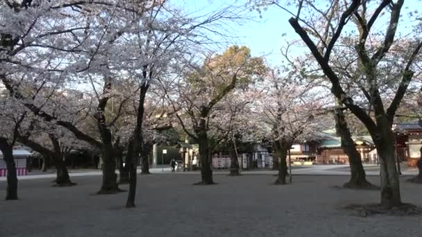 Yasukuni Przybytek Wiśniowe Kwiaty Japonia Tokio 2023 — Wideo stockowe