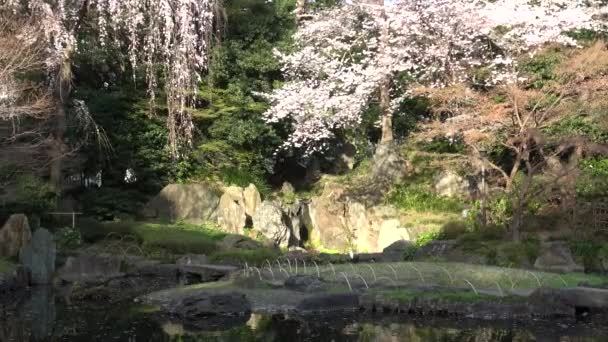 靖国神社上池庭園桜 東京2023 — ストック動画