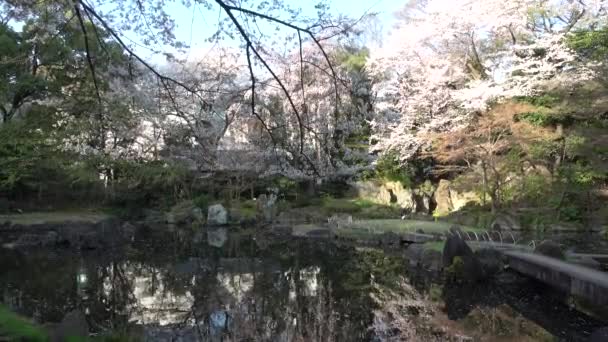 Yasukuni Shrine Kamiike Garden Körsbärsblommor Japan Tokyo 2023 — Stockvideo