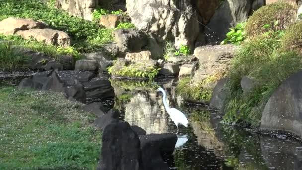 Цвіт Монастиря Ясукуні Сад Каміке Японія 2023 Рік — стокове відео