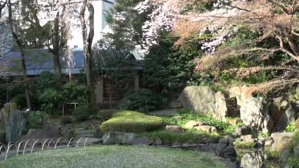 Yasukuni Shrine Kamiike Garden Kersenbloesem Japan Tokio 2023 — Stockvideo