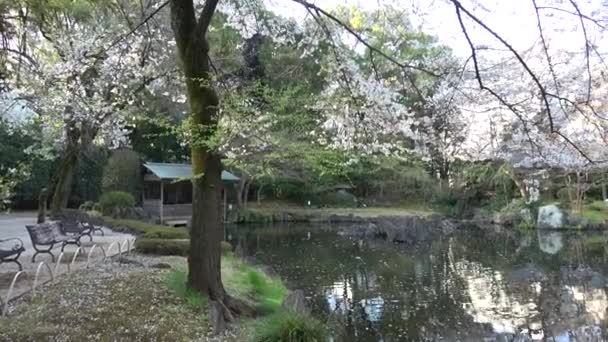 Yasukuni Schrein Kamiike Garden Kirschblüten Japan Tokio 2023 — Stockvideo